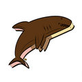 Shark Time