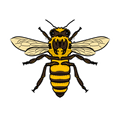Honeybee