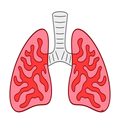 Lungs