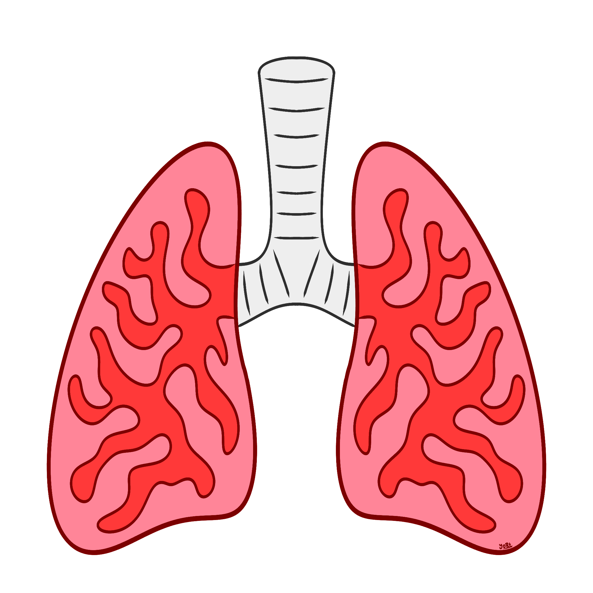 Lungs