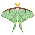 Luna Moth