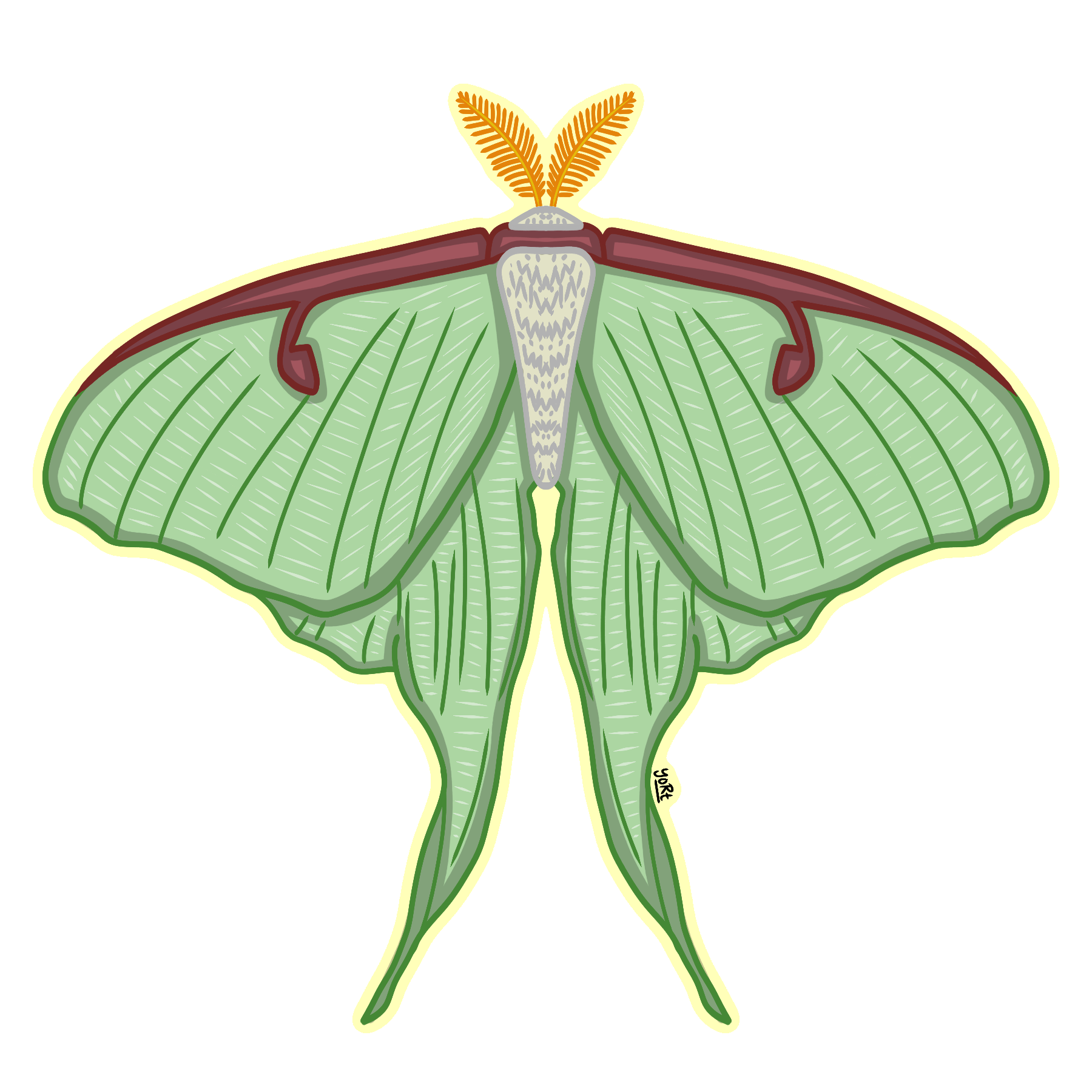 Luna Moth