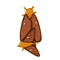 Orange-Tipped Oakwood Moths