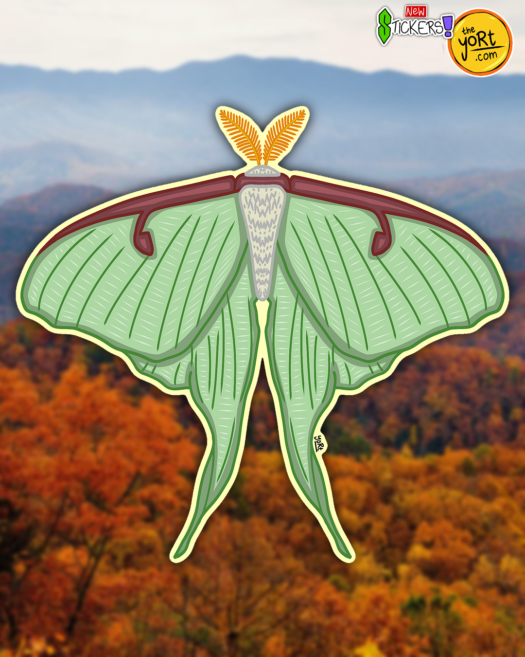 Luna Moth